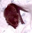 Ace - little forest bat