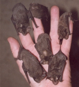 A handful of freetails