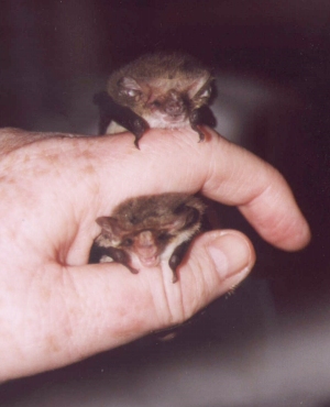 Lesser Long-eared bats